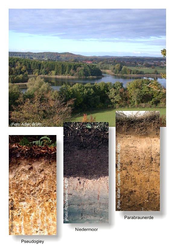 Rummelsberg near Brodowin, rural district of Barnim, and various soil profiles