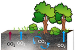 CO2 im Boden