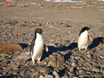 Neugierige Adelie-Pinguine