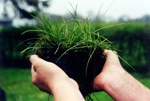 A fistful of soil