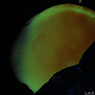 CLSM images of Tasmanites (fossil, unicellular algae). Micrometer-scale punctiform shaped pores with maximum emission intensity at the edge