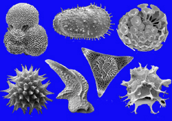 Microfossils from the animal and plant kingdoms
