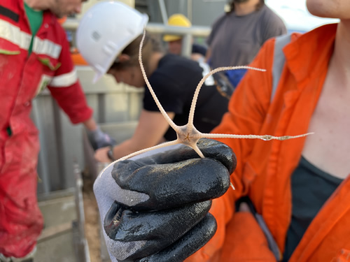 Brittle star in a box core