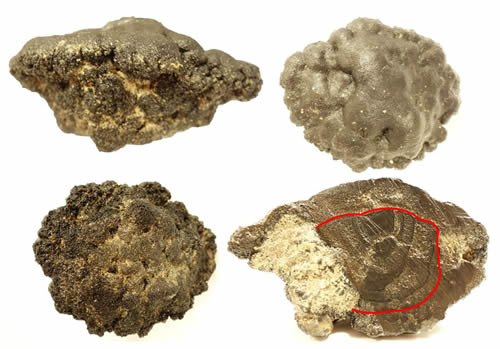 A closer look at a manganese nodule and its parts. As clearly seen manganese nodules are not homogeneous structures, they have different parts with different characteristics