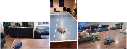 Lab rat in the recreation room, on the TT-board and in the mess