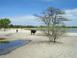 Cattle watering hole in the dry savanna of northern Namibia