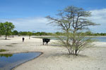 Cattle watering hole in the dry savanna of northern Namibia